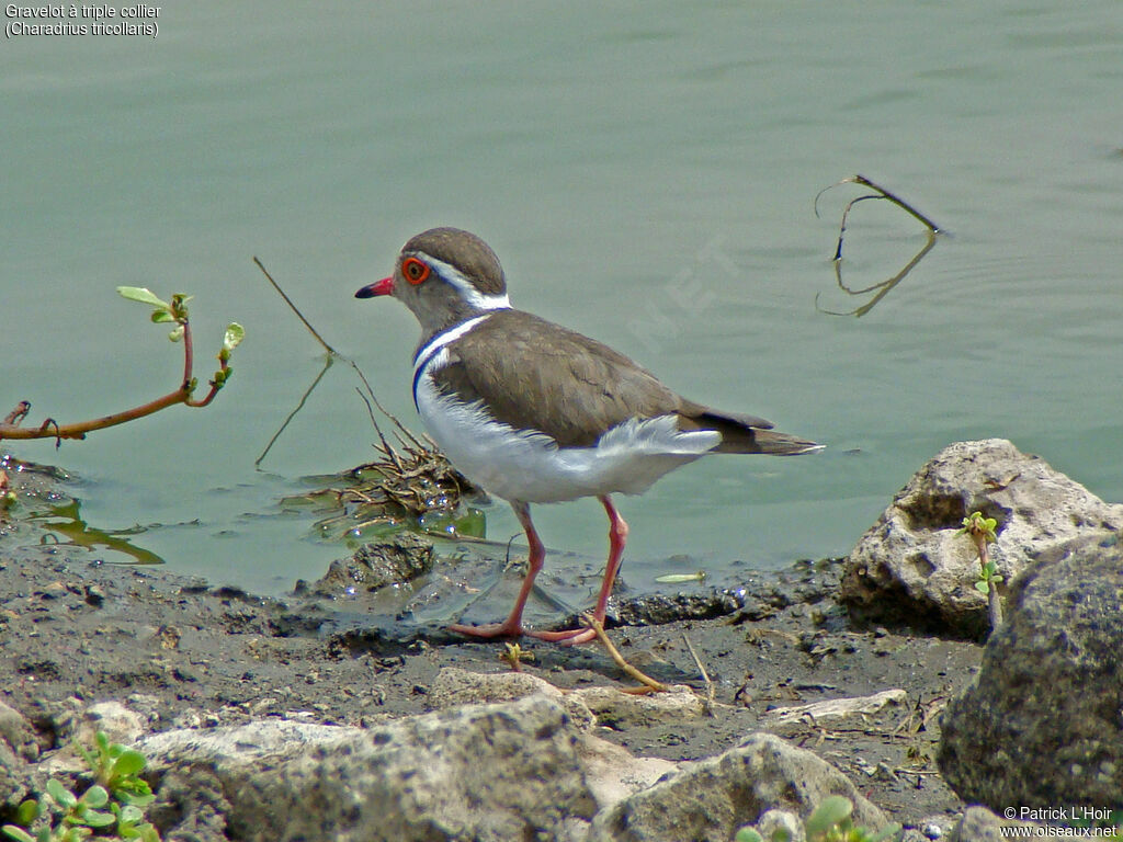Three-banded Plover