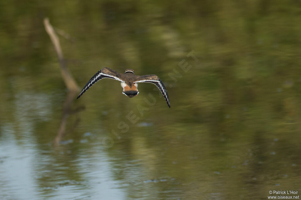 Killdeer