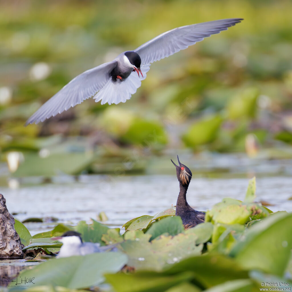 Black-necked Grebe