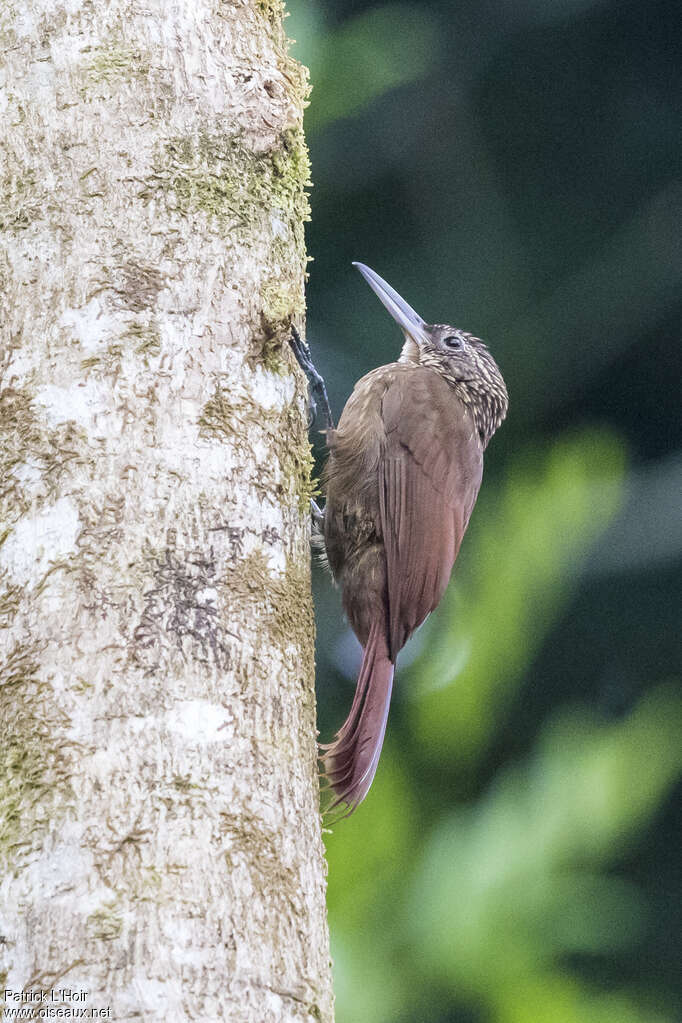 Grimpar cacaoadulte, identification