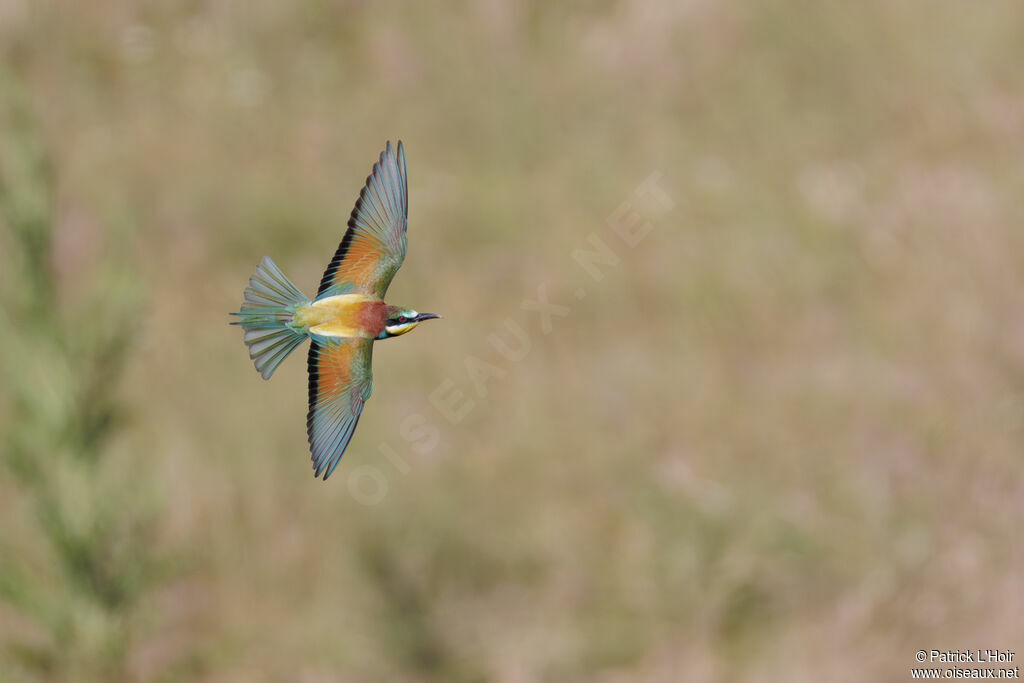 European Bee-eater