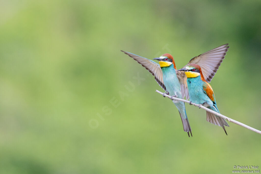 European Bee-eater