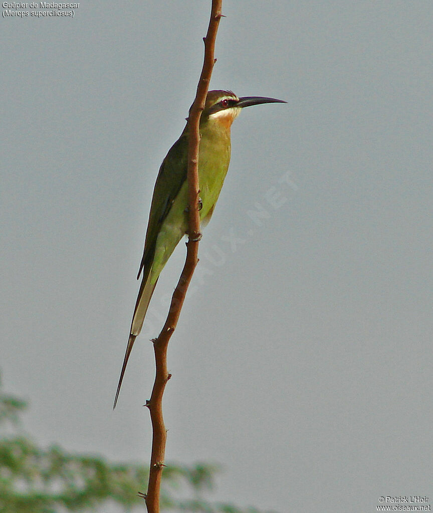Olive Bee-eater