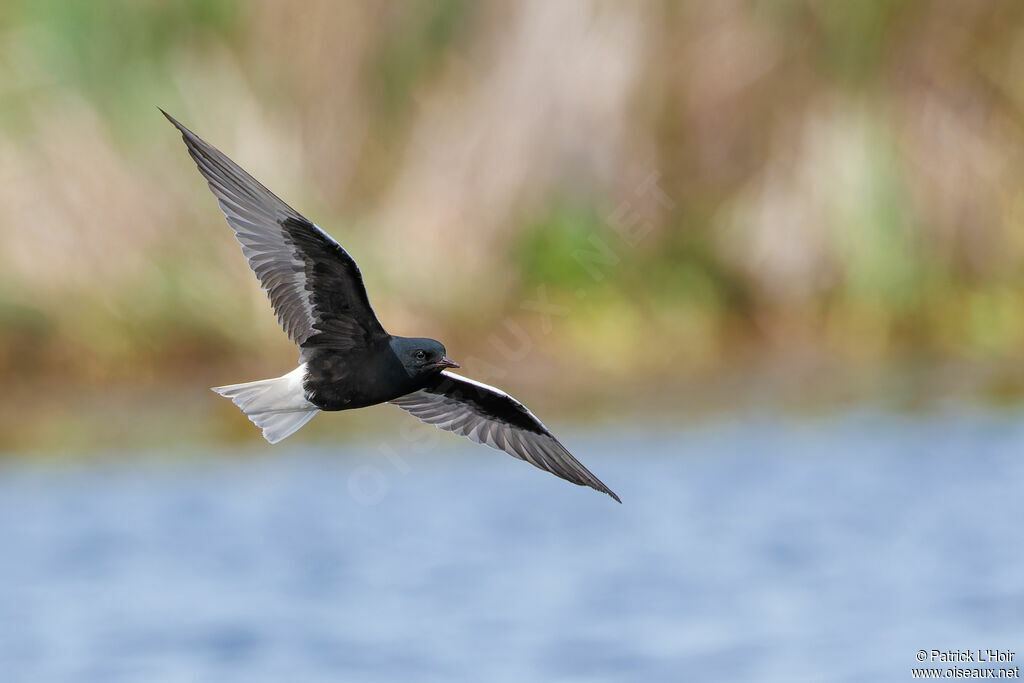 Guifette leucoptère