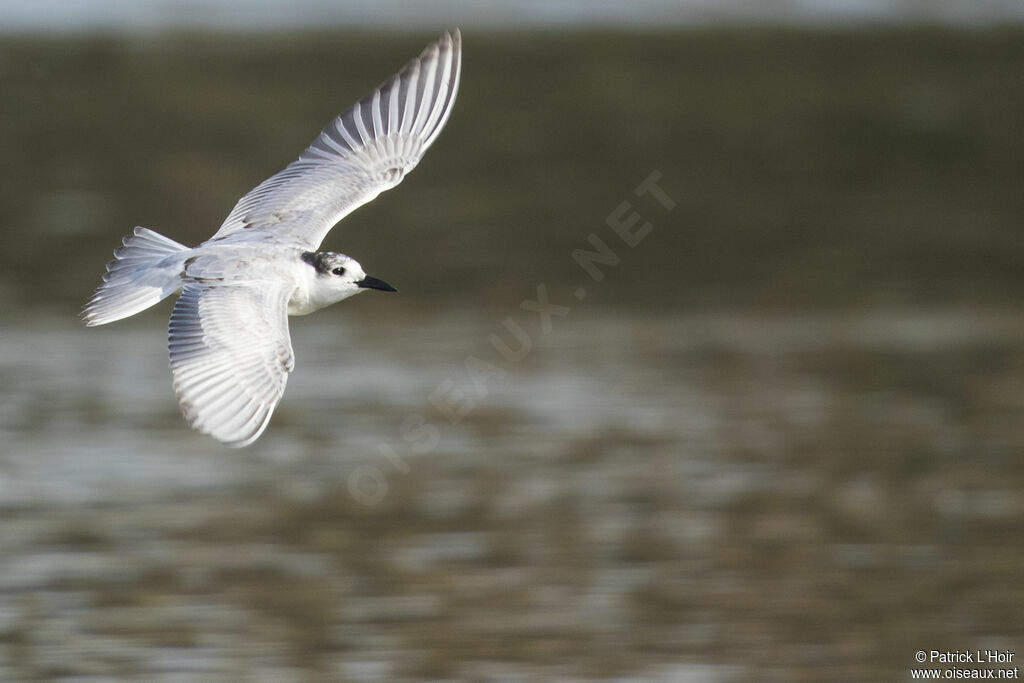 Whiskered Tern