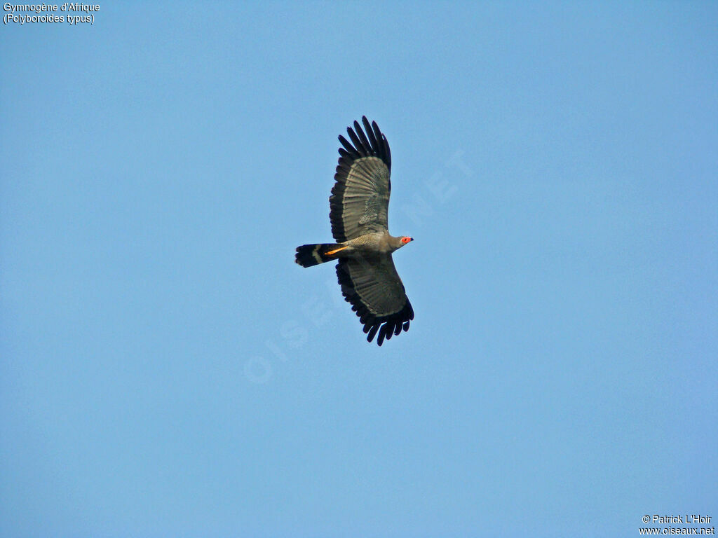 African Harrier-Hawk, Flight