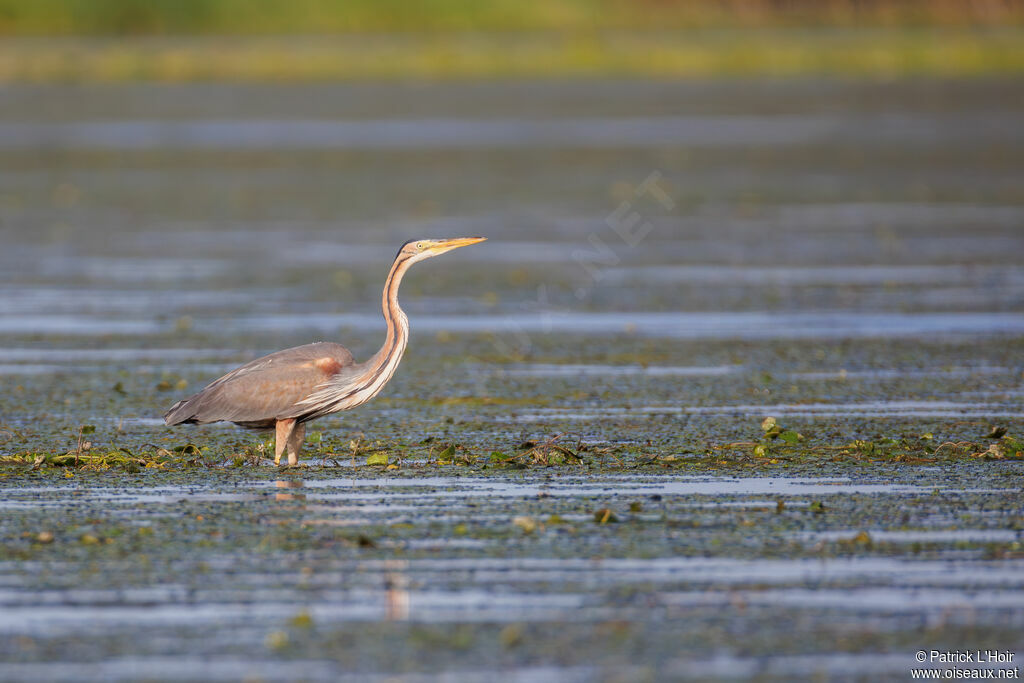 Purple Heron