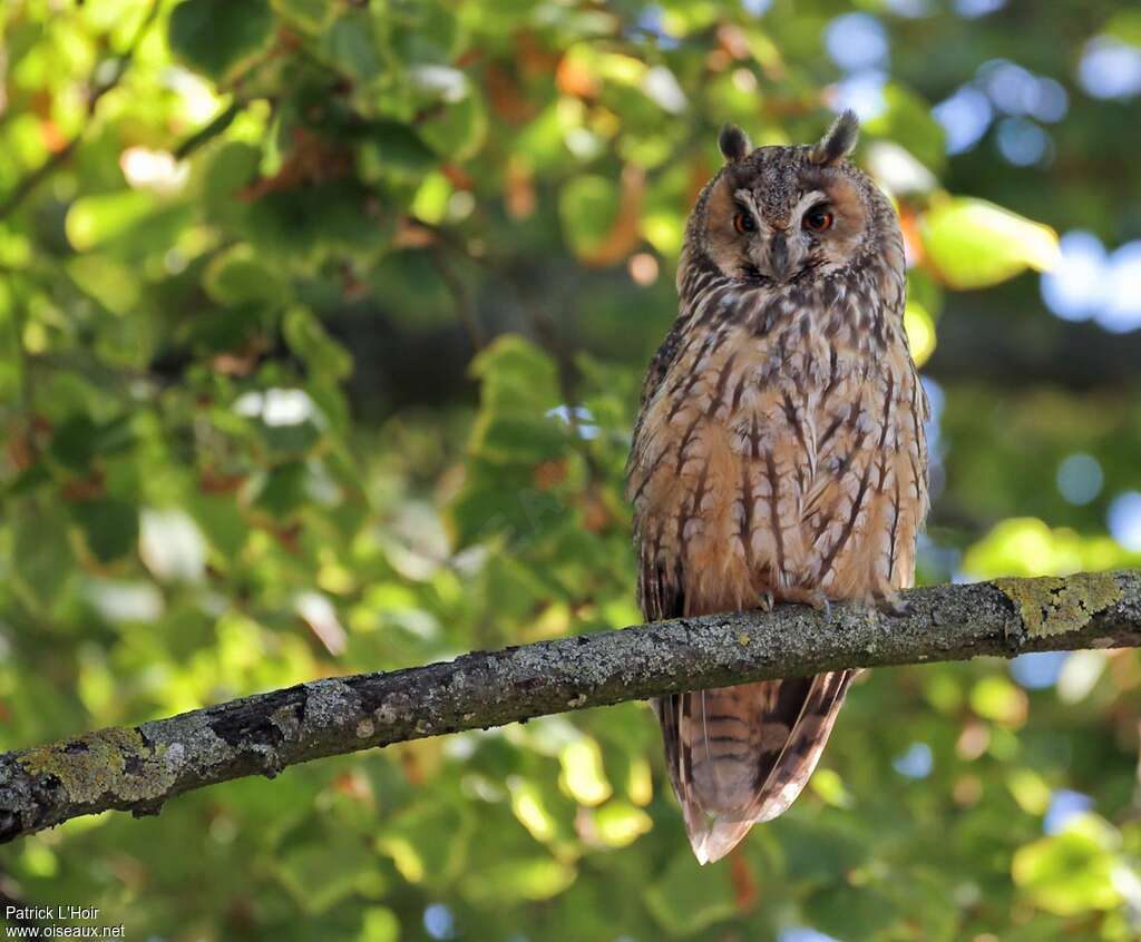 Long-eared Owladult, identification