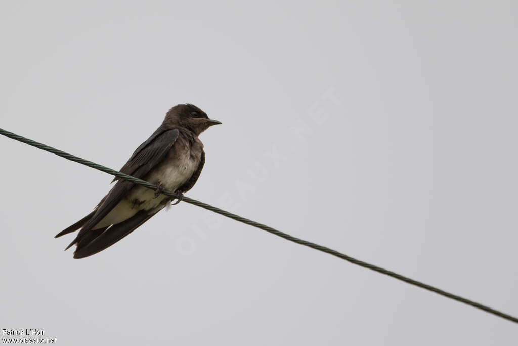 Cuban Martin