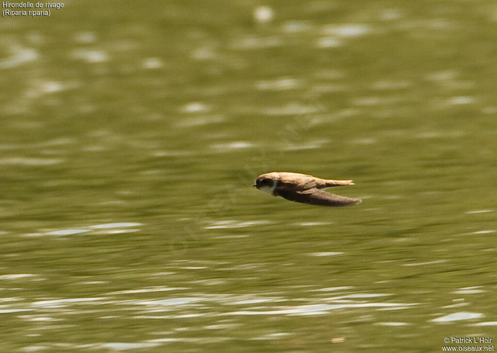 Sand Martin, Flight