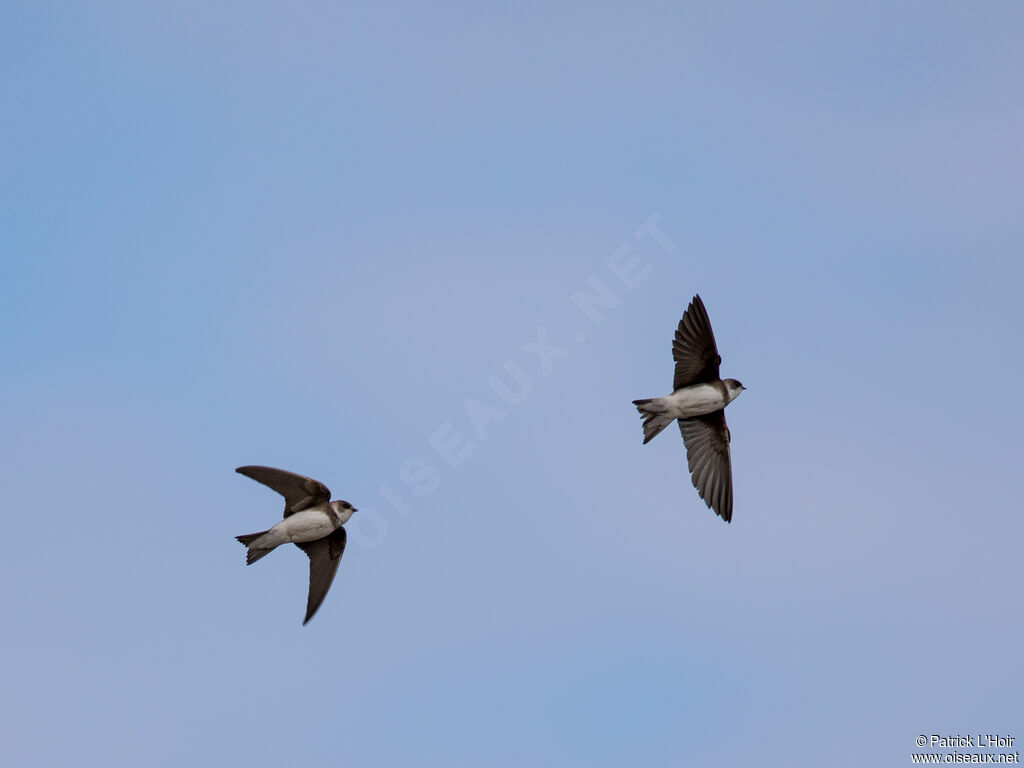 Sand Martin