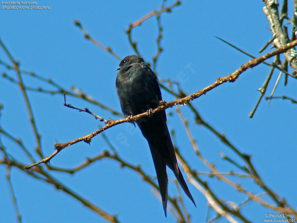 Hirondelle hérissée