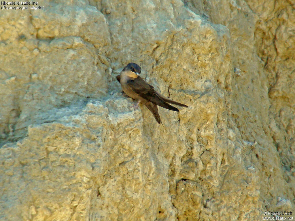 Large Rock Martin