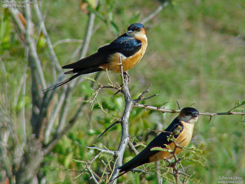 European Red-rumped Swallow