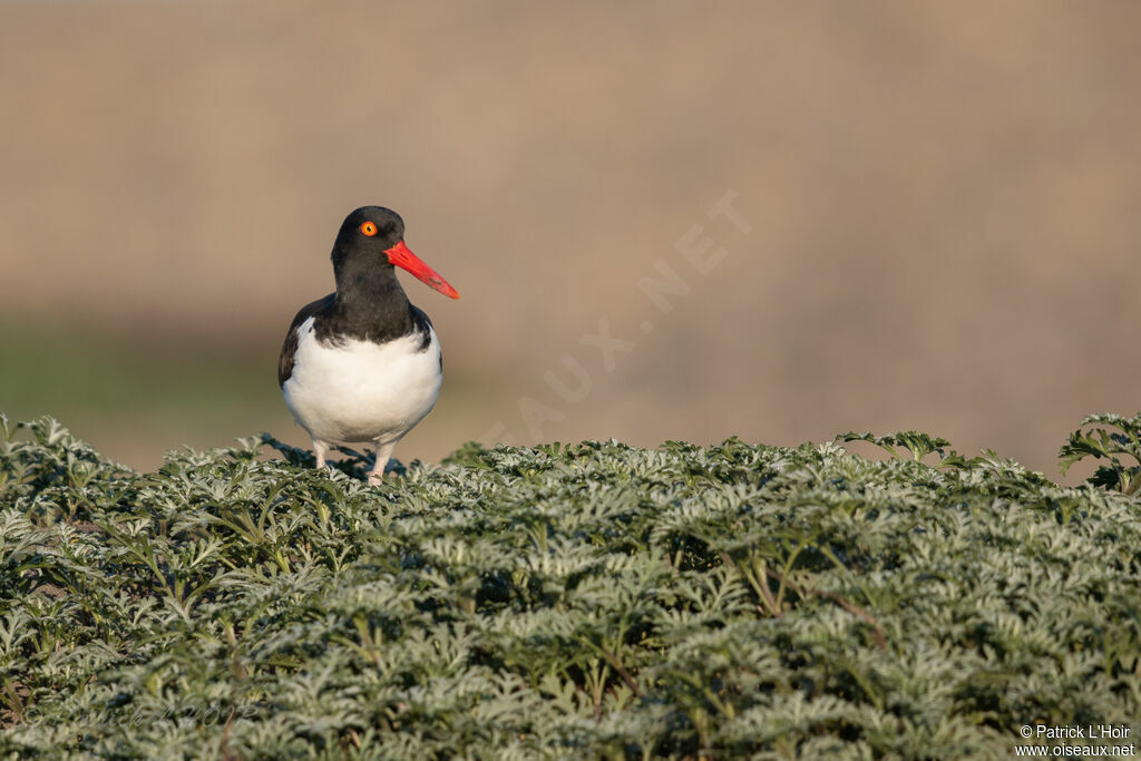 American Oystercatcher