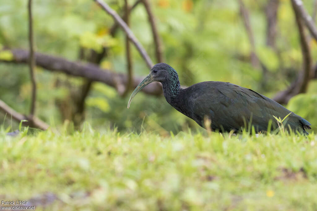 Ibis vertadulte, identification