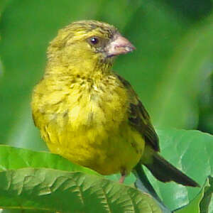 Serin du Koli