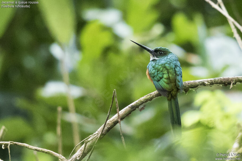 Jacamar à queue rousse
