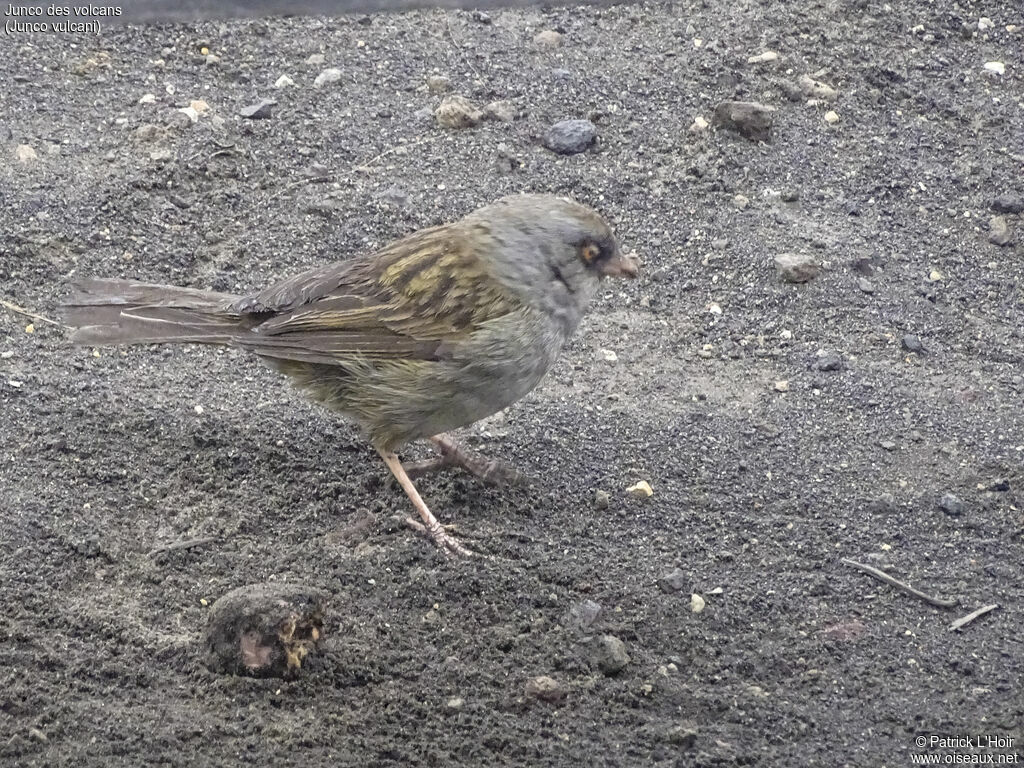 Volcano Junco