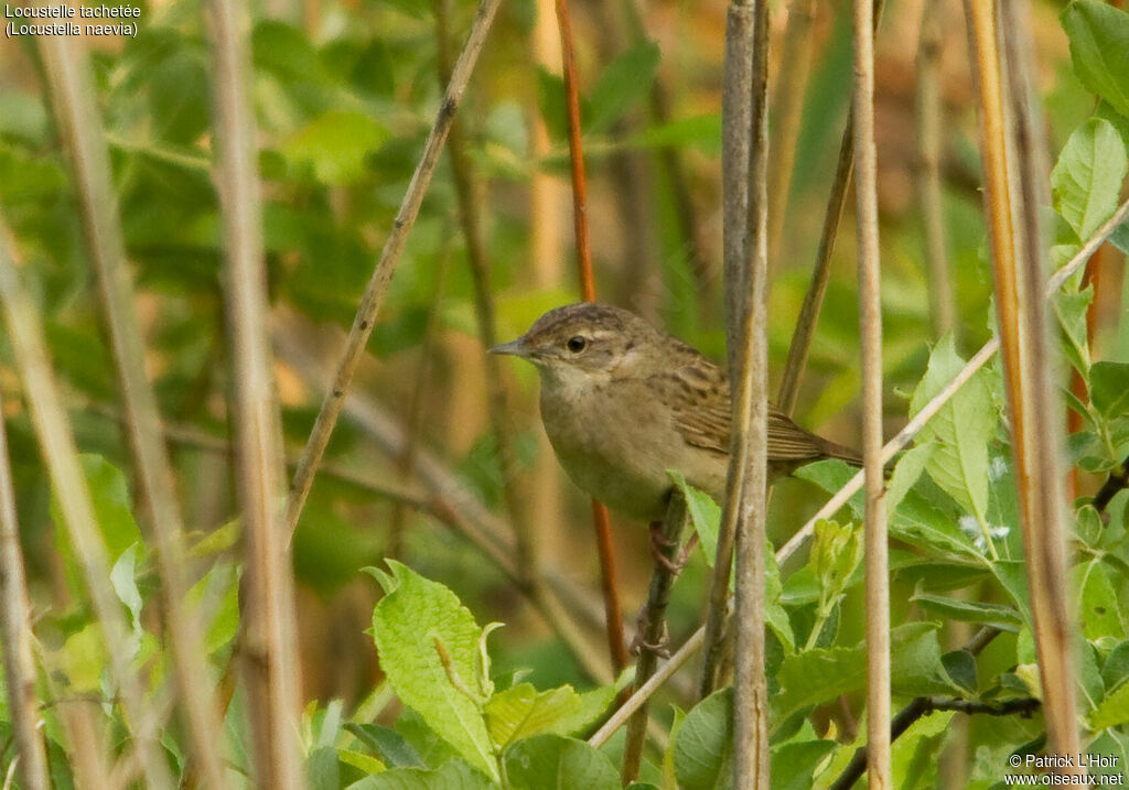 Common Grasshopper Warbler
