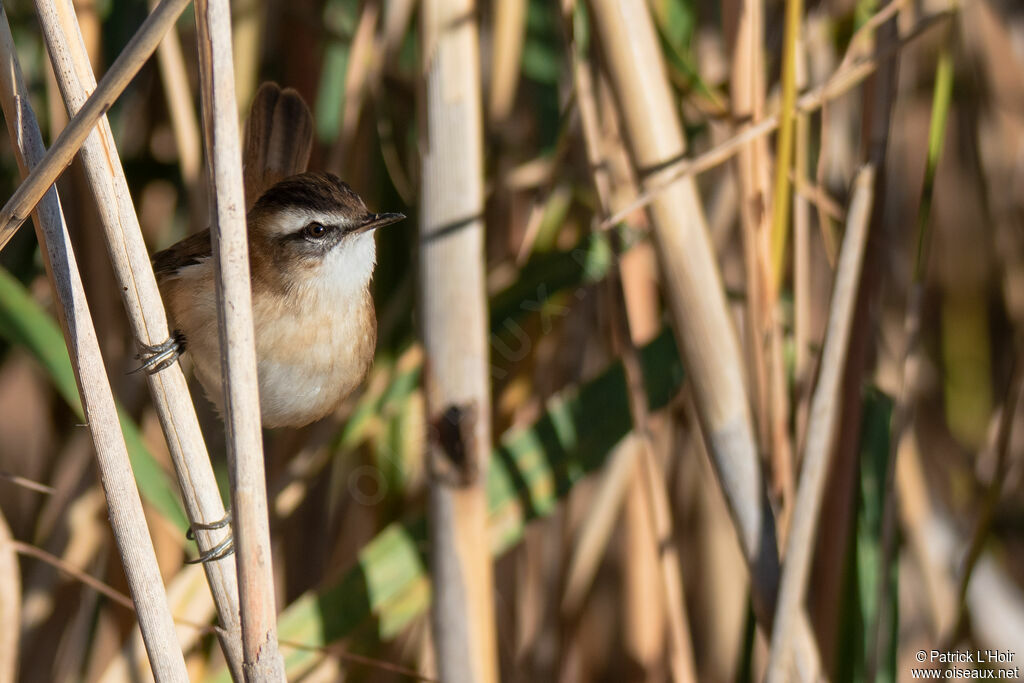 Moustached Warbler