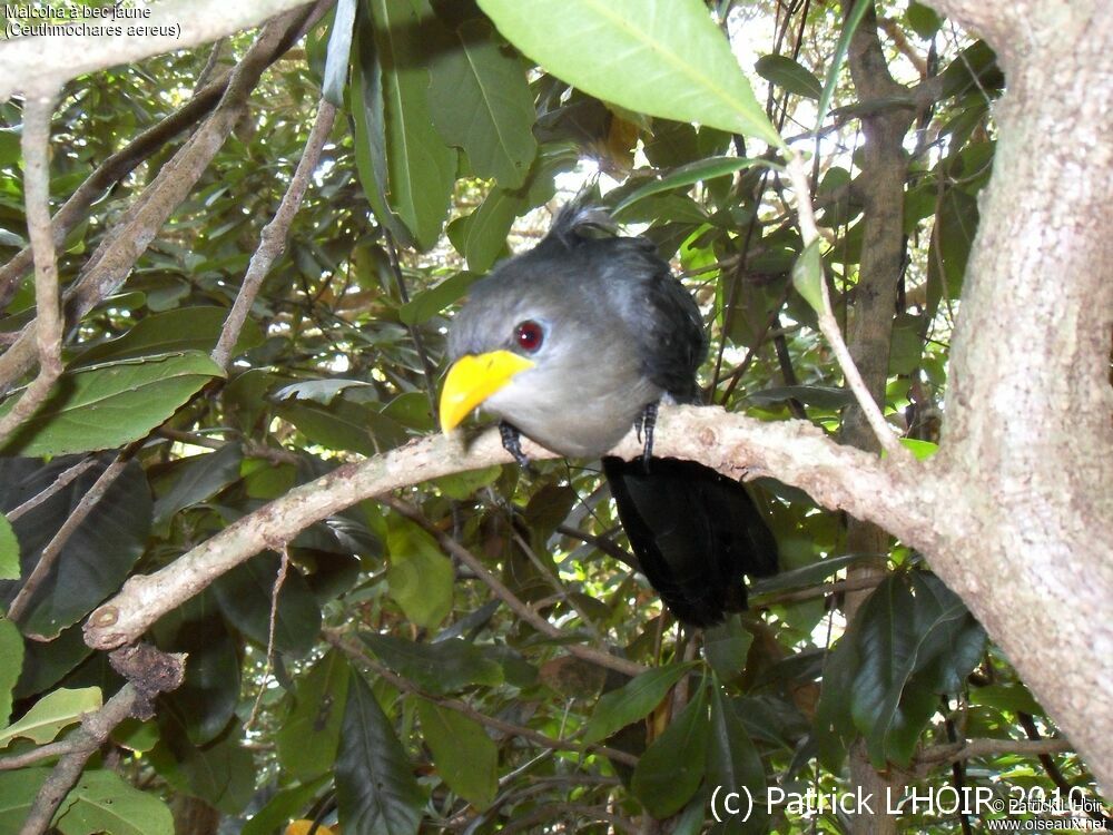 Blue Malkoha