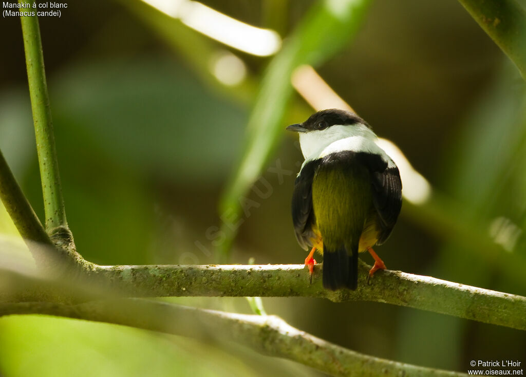 Manakin à col blanc mâle adulte