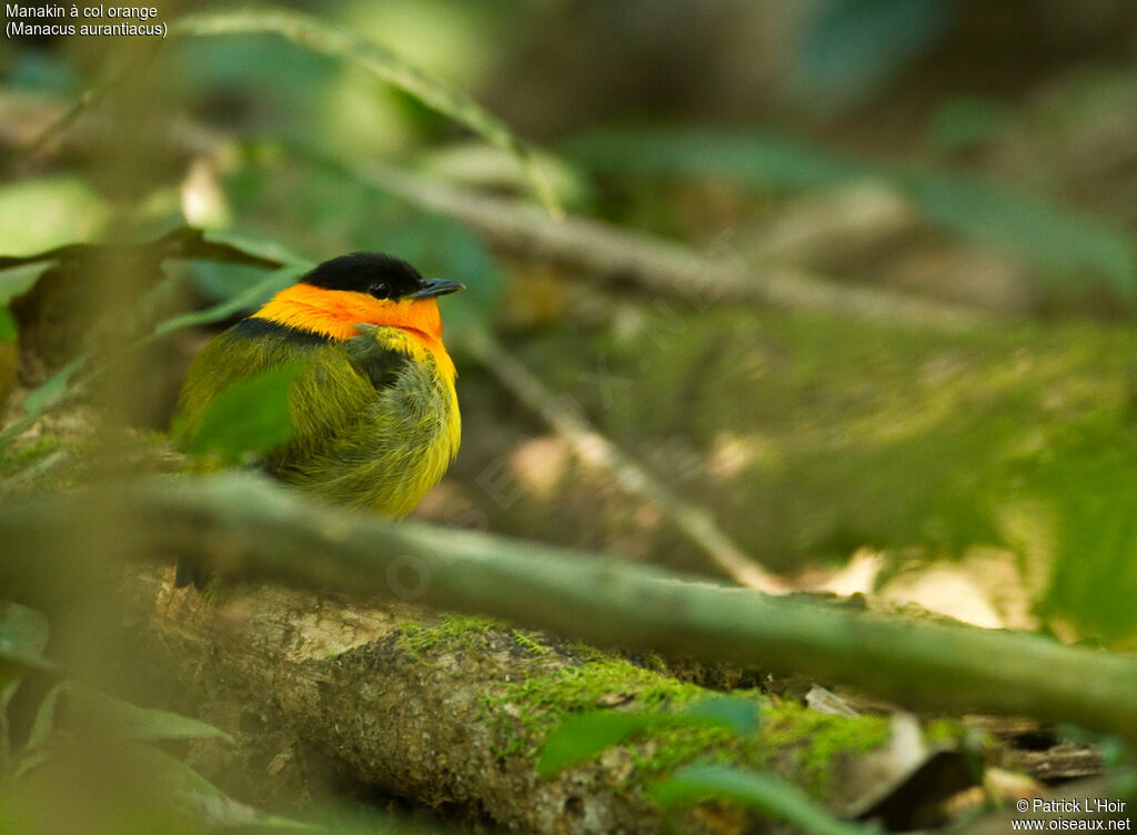 Manakin à col orange mâle adulte