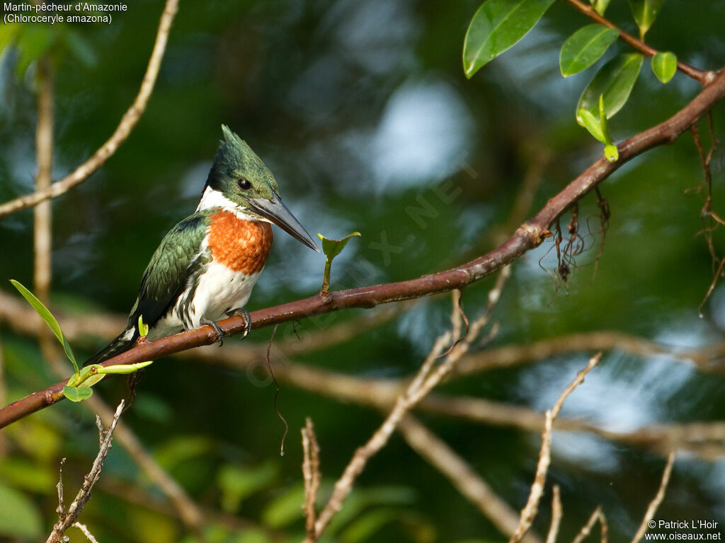Martin-pêcheur d'Amazonie mâle adulte