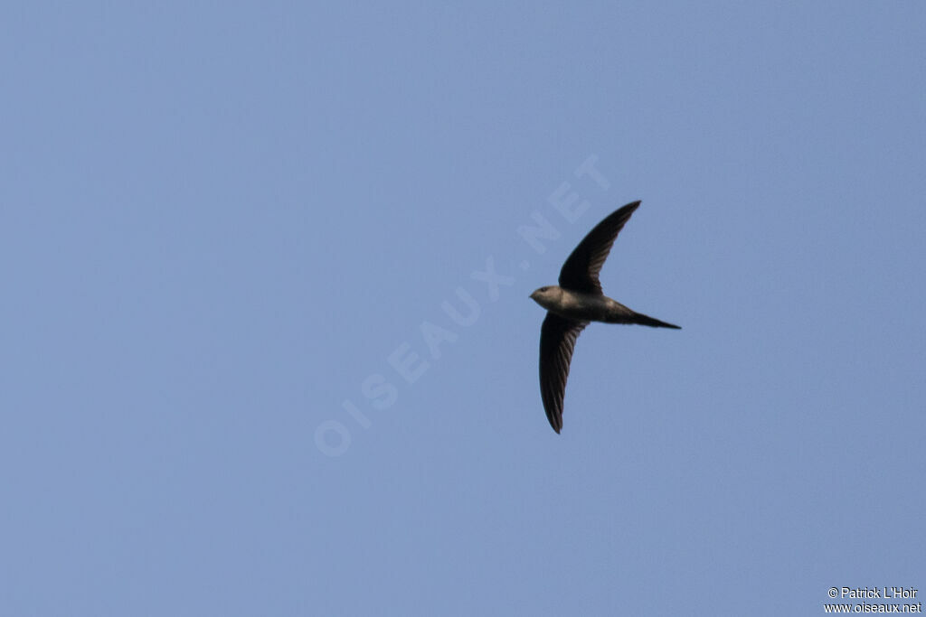 Martinet batassia