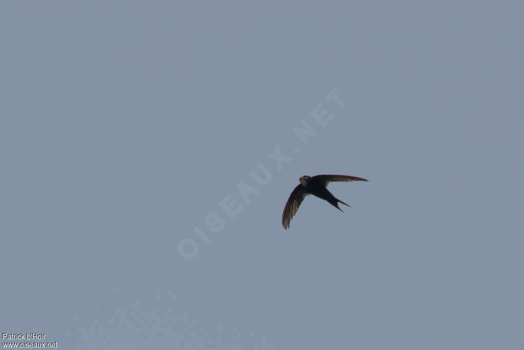 Scarce Swift, pigmentation, Flight