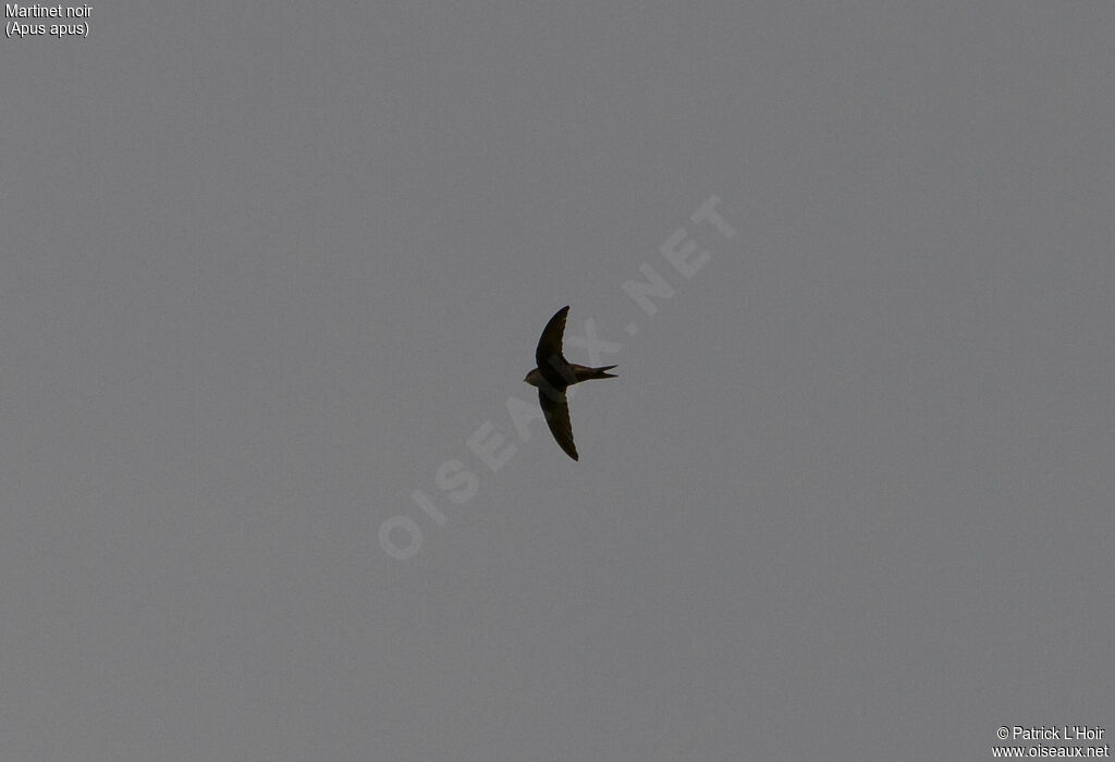Martinet noir, Vol