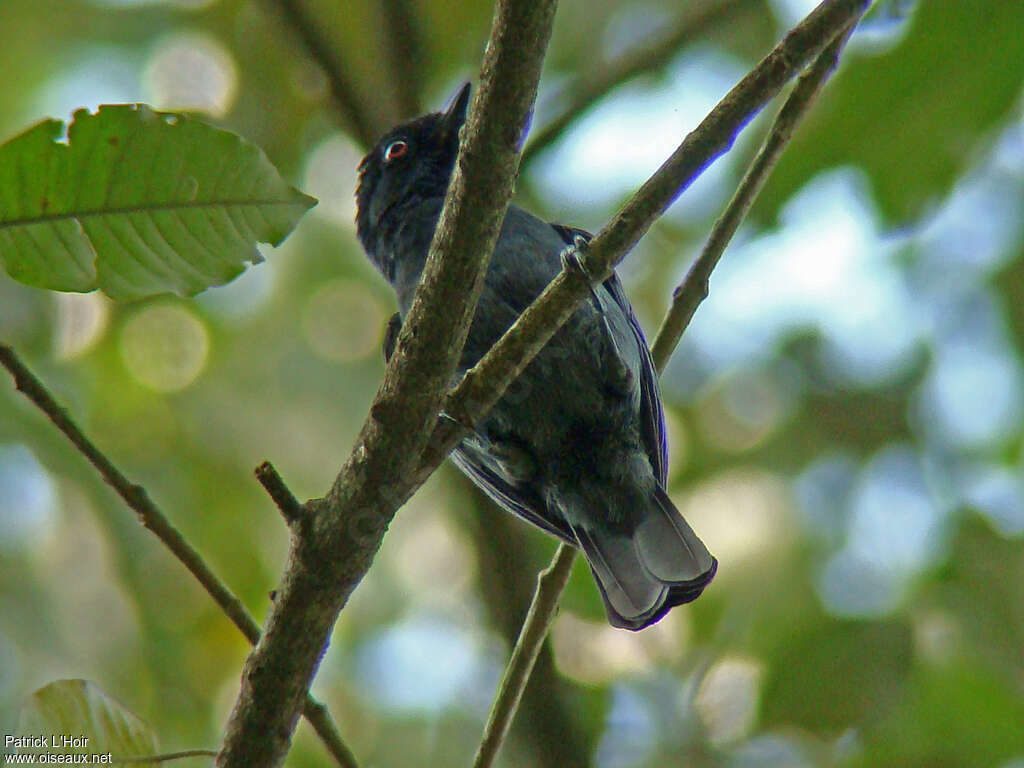 Dusky Tit