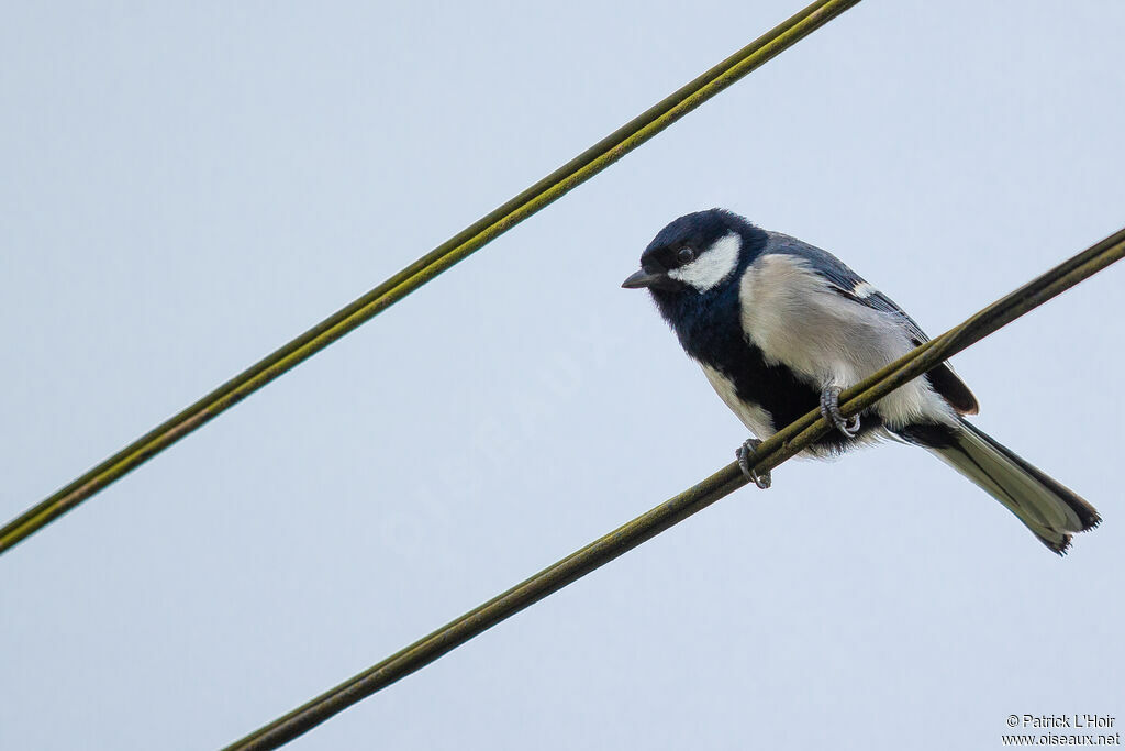 Mésange indienne