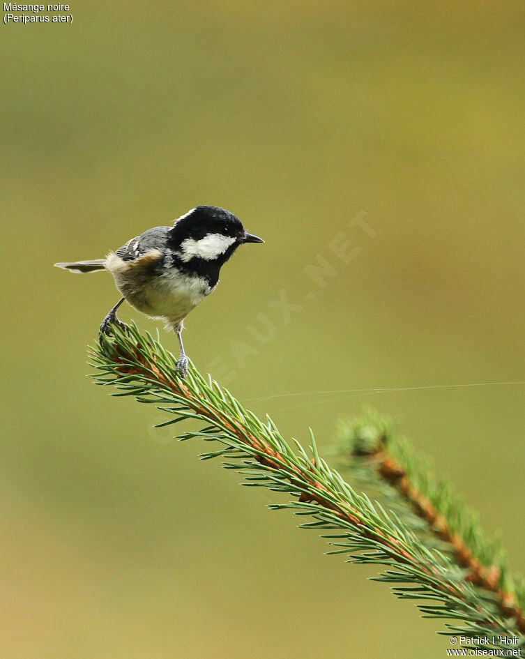 Mésange noireadulte