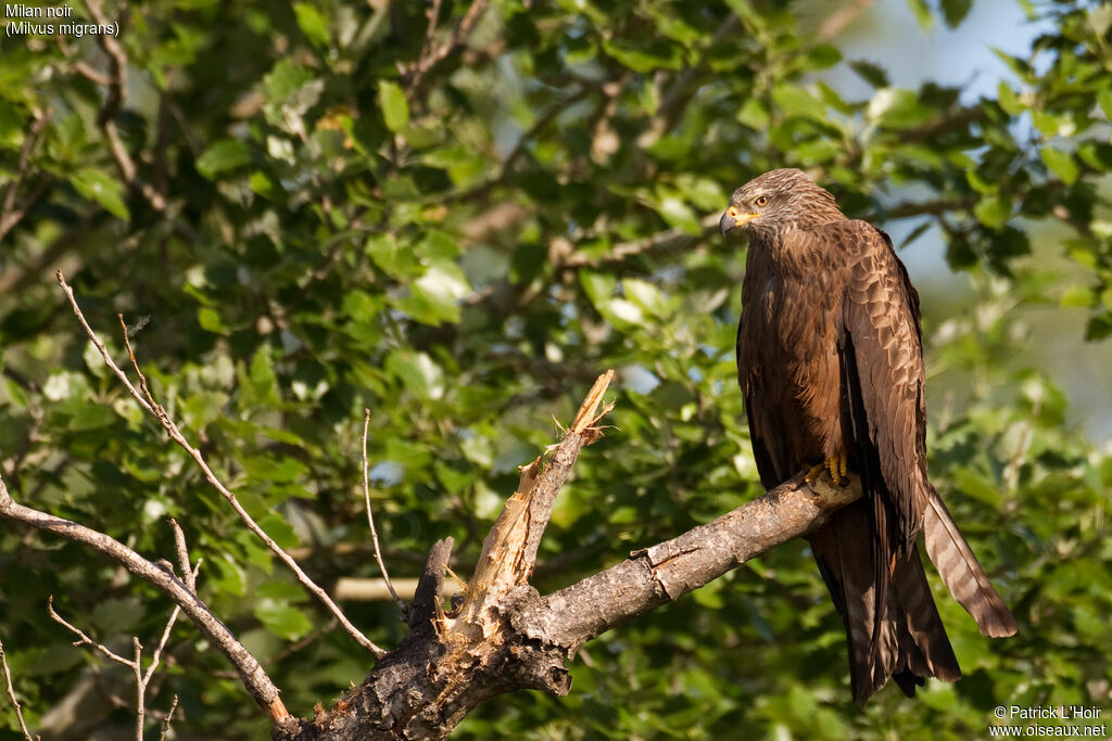 Black Kite
