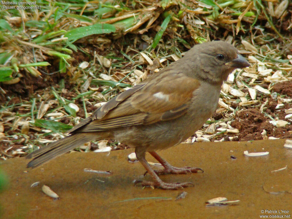 Moineau perroquet