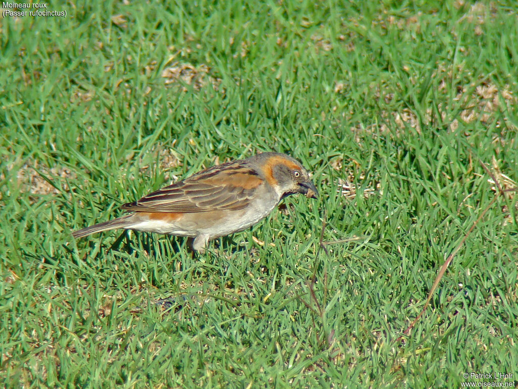 Moineau roux