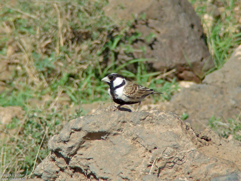 Moinelette d'Oustalet mâle adulte, identification