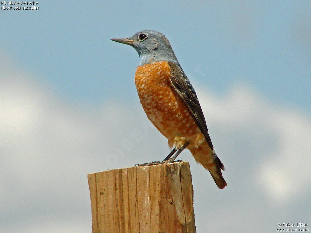 Common Rock Thrush