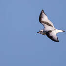 Mouette de Ross