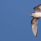 Mouette de Ross