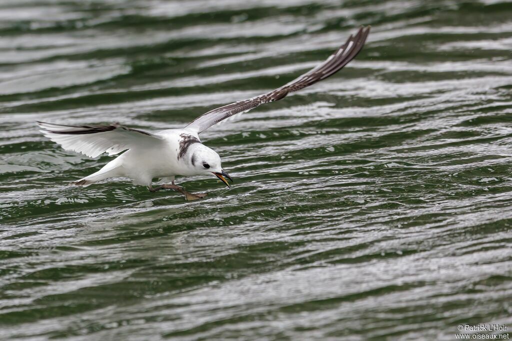 Black-legged Kittiwake