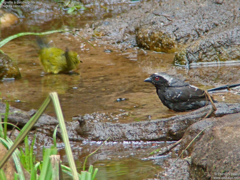 Grey-headed Nigrita