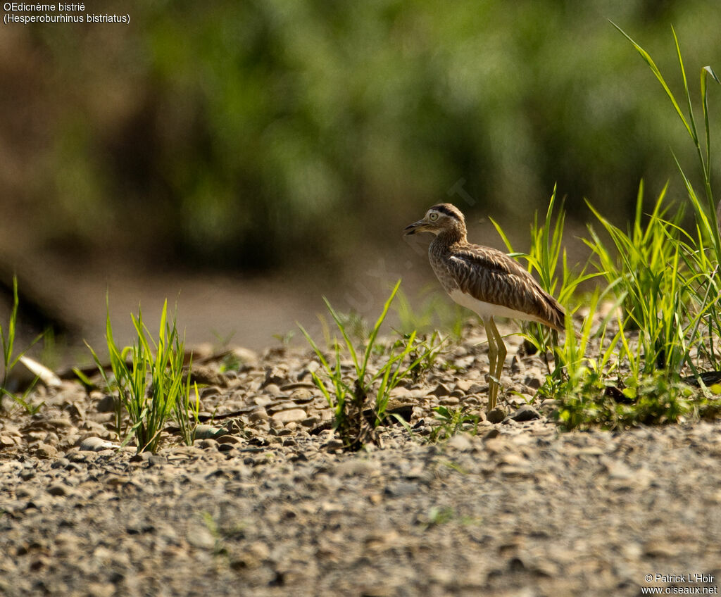 Double-striped Thick-kneeadult