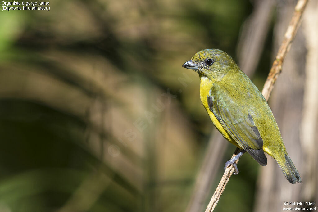 Yellow-throated Euphonia female adult