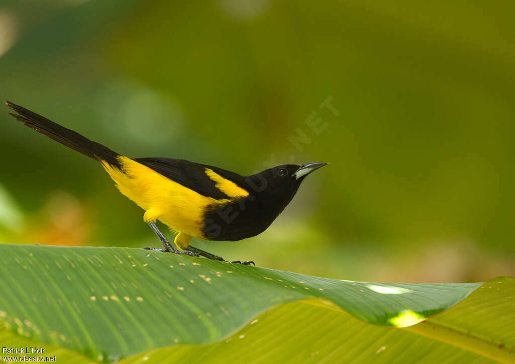 Oriole monacal mâle adulte, identification