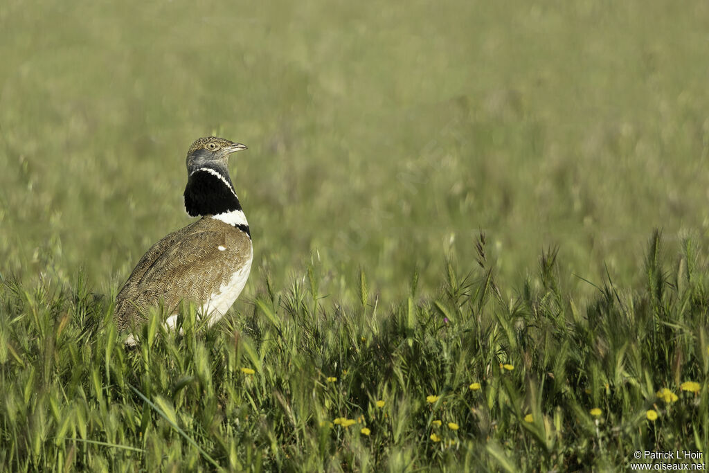 Little Bustard male adult, courting display
