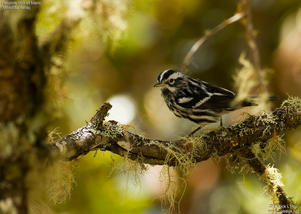 Paruline noir et blanc mâle adulte
