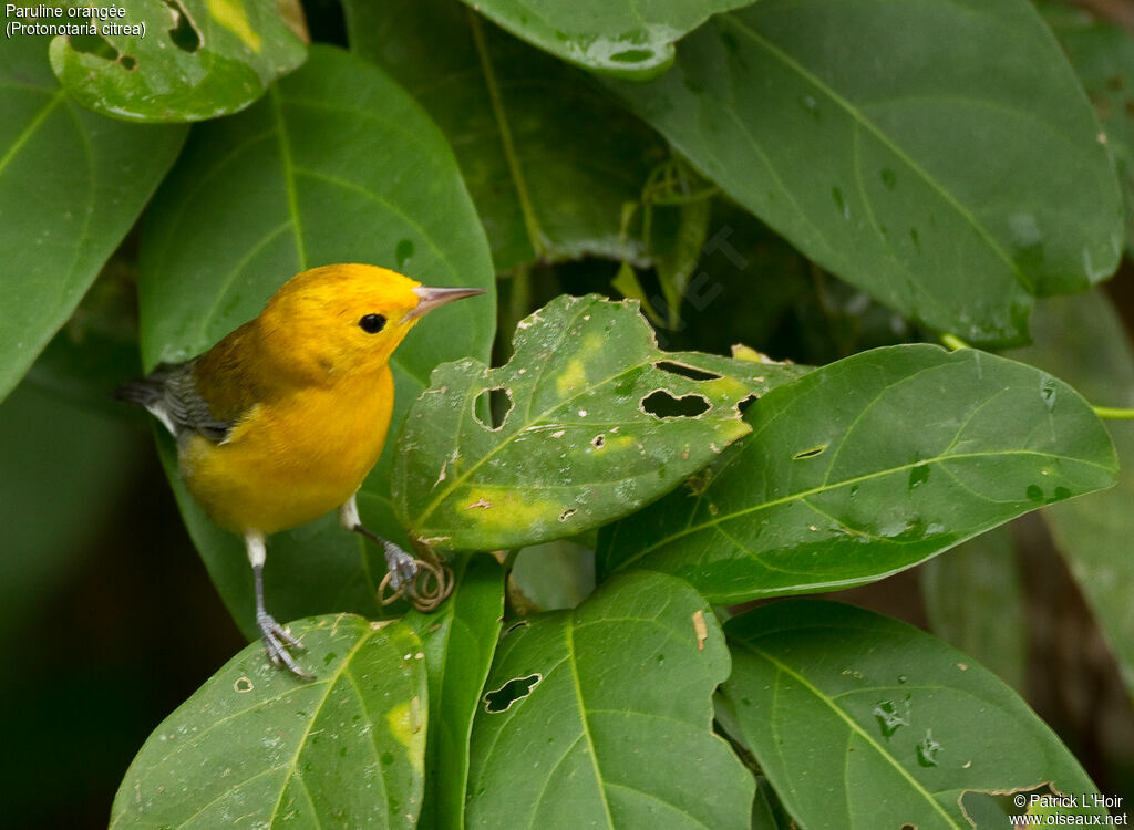 Paruline orangéeadulte